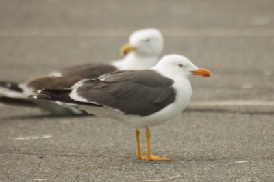 _lesser_blackbacked_gull_larus_fuscus