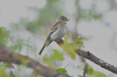 eastern wood pewee plum island