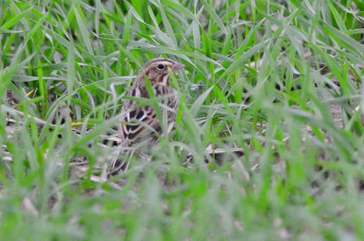 savanah sparrow sp little farm newburyport