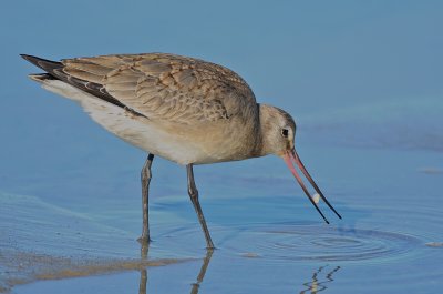 Hudsonian Godwit Emerson Rocks Plum Island