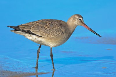 Hudsonian Godwit Emerson Rocks Plum Island