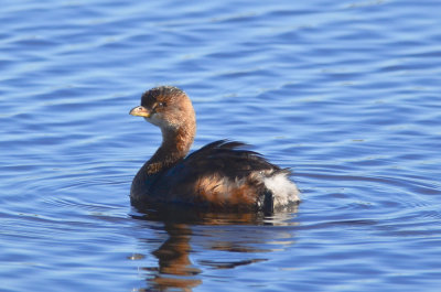 pied-billed grebe niles pond gloucester