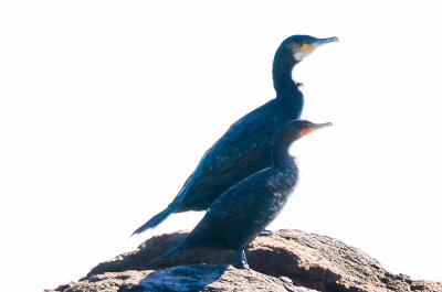 what a size difference great double crested cormorant