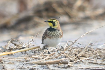 horned Lark Sandy Point Plum Island