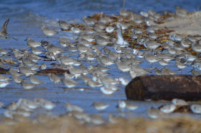 100's shorebird sandy point plum island