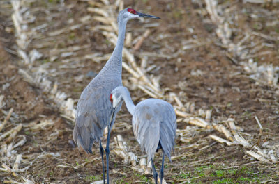 sandhill cranes pikul's farm rowley