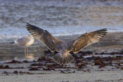 interesting gull revere beach