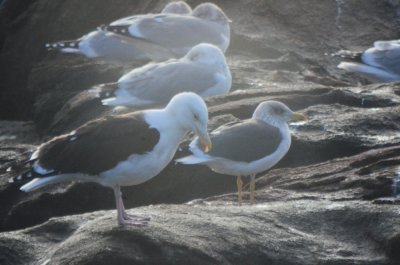 gull_with_yellow_legs