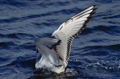 black-headed gull brace cove gloucester ma