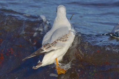 black-headed gull brace cove gloucester ma