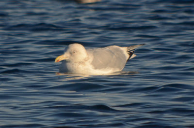 erring gull with thayer's type wing tips niles pond gloucester m