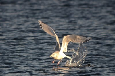 erring gull with thayer's type wing tips niles pond gloucester m