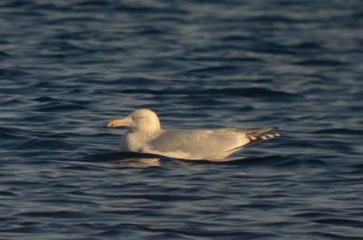 possible thayer's gull niles pond gloucester ma