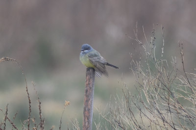 cassin's kingbird cherryhill res