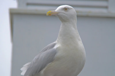 adult glaucous gull hampton harbor n.h.