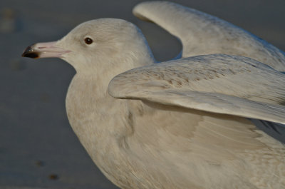 1st yr glaucous gull brace cove