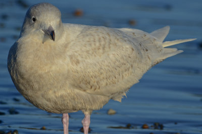 1st yr glaucous gull brace cove