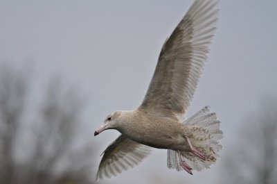 1st yr glaucous gull jodrey pier