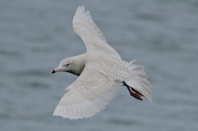 1st yr glaucous gull jodrey pier