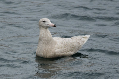 1st yr glaucous gull jodrey pier