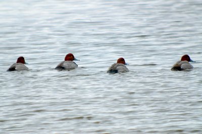 redhead ducks plum island (the fab four)