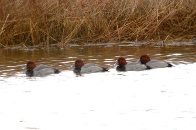 redhead ducks plum island ( the fab four)