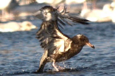 this bird is maintaing juv scaps yet the bill is largely not black, unmarked upper greater coverts