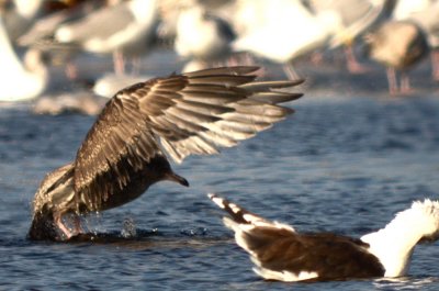 this bird is maintaing juv scaps yet the bill is largely not black, unmarked upper greater coverts