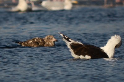 this bird is maintaing juv scaps yet the bill is largely not black, unmarked upper greater coverts