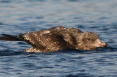 this bird is maintaing juv scaps yet the bill is largely not black, unmarked upper greater coverts