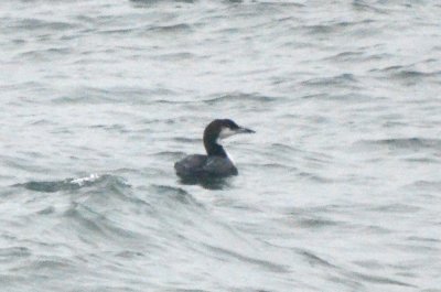 another interesting loon granite pier