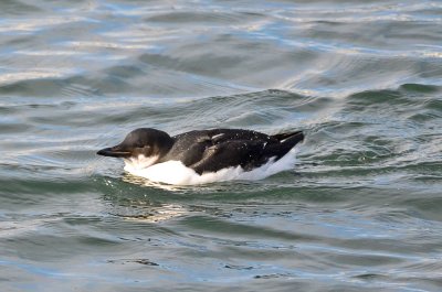 thick-billed murre cripple cove gloucester ma