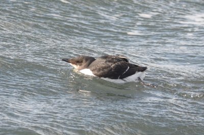 thick-billed murre niles beach gloucester m