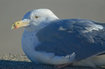 just liked the expression adult herring gull  revere beach
