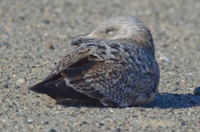 one of those light 1st yr dark billed herrings revere beach