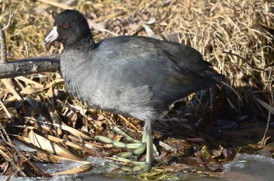american coot niles pondgloucester