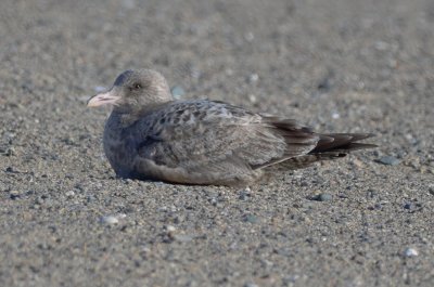 possibly the niles pond strange gull revere beach winthrop side