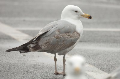 California gull gizz, giss just doesn't seem right for Herring gull, although probably what it is