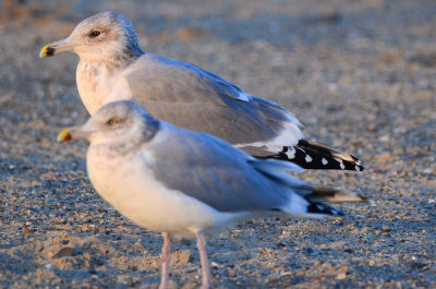 interesting large dark-eyed herring gull. revere beach ma