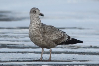 20120120-DSC_2898-2.jpg