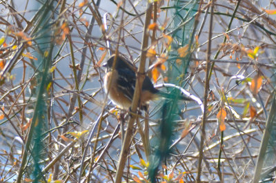 spotted towhee rockport ma eden road