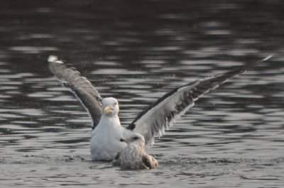 20120128-DSC_4838.jpg