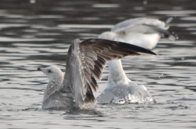 20120128-DSC_4862.jpg