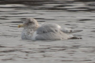 another Herring gull with thayers type wing no flight shots though Niles Pond