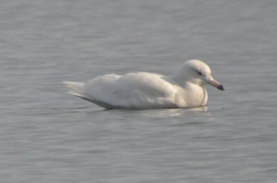 beautiful almost pure white glaucous niles pond gloucester