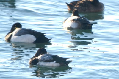 good comp. lesser in front greater scaup in back swampscott ma