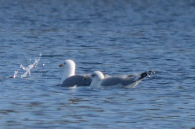 very stark white Herring looking gull