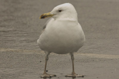 20110424-DSC_9908.jpg