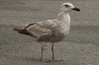 20110427-DSC_0901.jpg