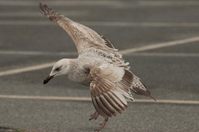 20110427-DSC_0908-2.jpg